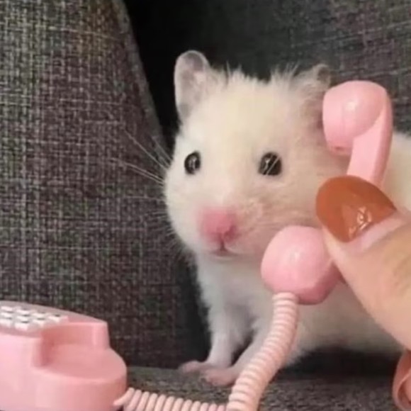 Meet your Posher, Posh - Picture 1 of 1